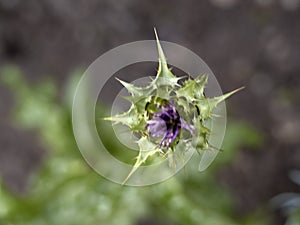 Sylibum marianum thistle plant flower close up