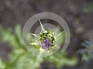 Sylibum marianum thistle plant flower close up