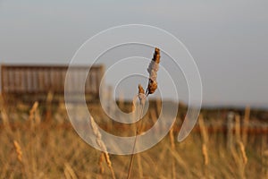 Sylt - The most beautiful island of Germany