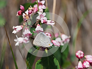 Sylvan Hairstreak butterfly on Spreading Dogbane