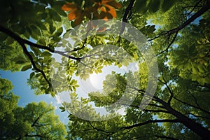 Sylvan perspective Looking up at the vibrant tree canopies