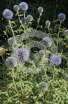 Sylverstone thistle in bloom in a flowerbed