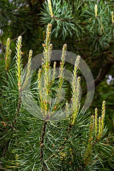 sylvestris Scotch European red pine Scots or Baltic pine. closeup macro selective focus branch with cones flowers and pollen over