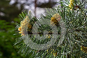 sylvestris Scotch European red pine Scots or Baltic pine. closeup macro selective focus branch with cones flowers and pollen over