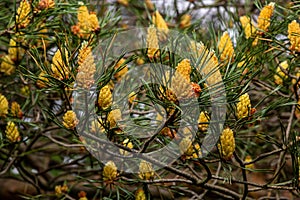 sylvestris Scotch European red pine Scots or Baltic pine. closeup macro selective focus branch with cones flowers and pollen over