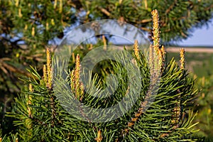 sylvestris Scotch European red pine Scots or Baltic pine. closeup macro selective focus branch with cones flowers and pollen over