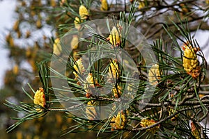 sylvestris Scotch European red pine Scots or Baltic pine. closeup macro selective focus branch with cones flowers and pollen over