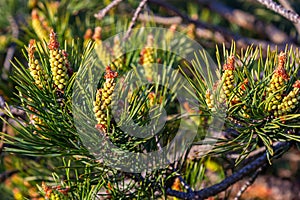 sylvestris Scotch European red pine Scots or Baltic pine. closeup macro selective focus branch with cones flowers and pollen over