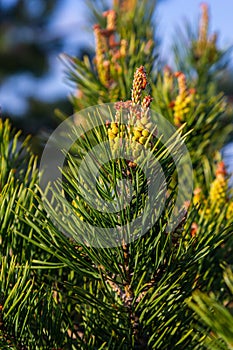 sylvestris Scotch European red pine Scots or Baltic pine. closeup macro selective focus branch with cones flowers and pollen over