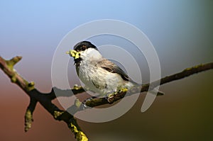 Sylvia atricapilla with worms in beak