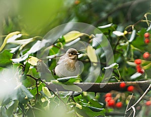 Sylvia Blackcap Warbler bird-female with rowan berry