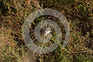 Sylvia melanocephala - The black-headed warbler is a species of passerine bird in the Sylviidae family.