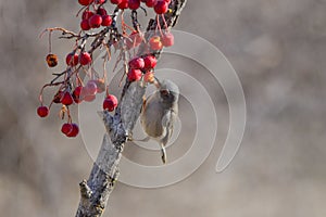 Sylvia melanocephala - The black-headed warbler is a species of passerine bird in the Sylviidae family.