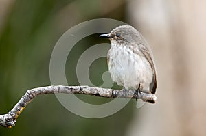 Sylvia melanocephala - The black-headed warbler is a species of passerine bird in the Sylviidae family.