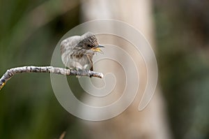 Sylvia melanocephala - The black-headed warbler is a species of passerine bird in the Sylviidae family.