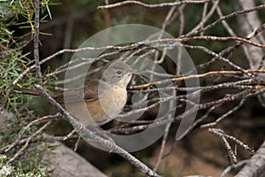 Sylvia melanocephala - The black-headed warbler is a species of passerine bird in the Sylviidae family.