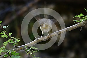 Sylvia melanocephala - The black-headed warbler is a species of passerine bird in the Sylviidae family.