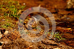 Sylvia melanocephala - The black-headed warbler is a species of passerine bird in the Sylviidae family.