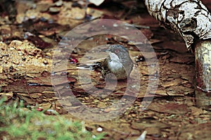 Sylvia melanocephala - The black-headed warbler is a species of passerine bird in the Sylviidae family.