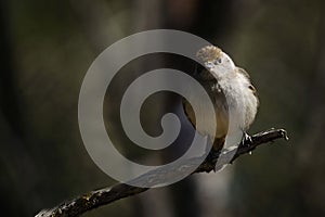 Sylvia melanocephala - The black-headed warbler is a species of passerine bird in the Sylviidae family. photo