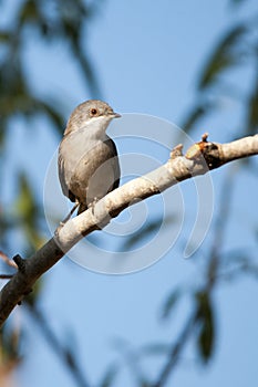 Sylvia melanocephala - The black-headed warbler is a species of passerine bird in the Sylviidae family. photo