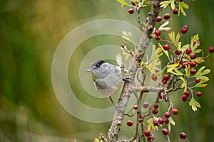 Sylvia melanocephala or Sardinian Warbler, is a species of passerine bird in the Sylviidae family.