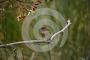 Sylvia melanocephala or Sardinian Warbler, is a species of passerine bird in the Sylviidae family.