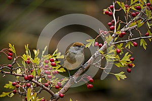 Sylvia melanocephala or Sardinian Warbler, is a species of passerine bird in the Sylviidae family.