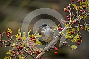 Sylvia melanocephala or Sardinian Warbler, is a species of passerine bird in the Sylviidae family.