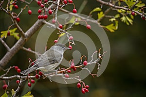 Sylvia melanocephala or Sardinian Warbler, is a species of passerine bird in the Sylviidae family.