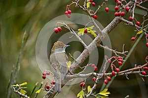 Sylvia melanocephala or Sardinian Warbler, is a species of passerine bird in the Sylviidae family.