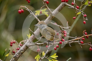 Sylvia melanocephala or Sardinian Warbler, is a species of passerine bird in the Sylviidae family.