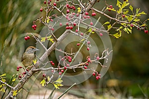 Sylvia melanocephala or Sardinian Warbler, is a species of passerine bird in the Sylviidae family. photo