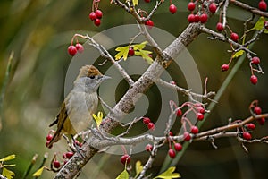 Sylvia melanocephala or Sardinian Warbler, is a species of passerine bird in the Sylviidae family. photo