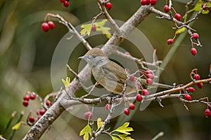 Sylvia melanocephala or Sardinian Warbler, is a species of passerine bird in the Sylviidae family. photo