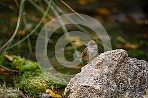 Sylvia melanocephala or Sardinian Warbler, is a species of passerine bird in the Sylviidae family. photo