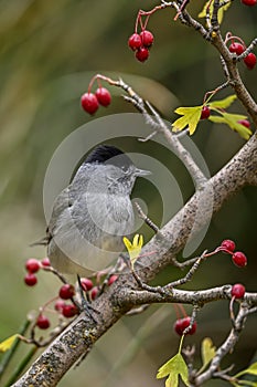 Sylvia melanocephala or Sardinian Warbler, is a species of passerine bird in the Sylviidae family. photo