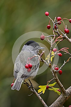 Sylvia melanocephala or Sardinian Warbler, is a species of passerine bird in the Sylviidae family. photo