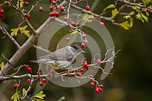 Sylvia melanocephala or Sardinian Warbler, is a species of passerine bird in the Sylviidae family. photo