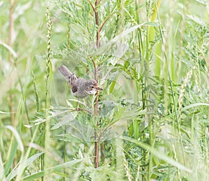 Sylvia Nisoria Sylviidae bird photo