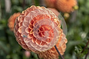 `Sylvia` orange blossoming pompon dahlia, Stuttgart