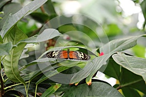 Sylvia Tigrovaya is one of the most beautiful day butterflies