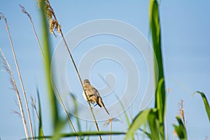 Sylviidae sits on bamboo. Little bird Warblers