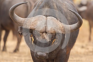 Symbiosis: African buffalo