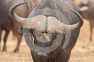 Symbiosis: African buffalo photo