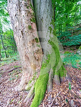 Symbiosis of beech maple. Two trees growth together