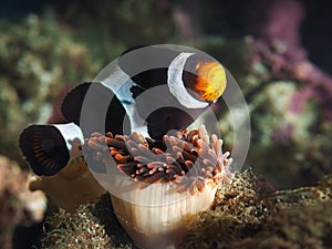 Symbiosis of clown fish