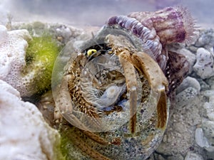 Symbiosis : Hermit crab and sea anemone
