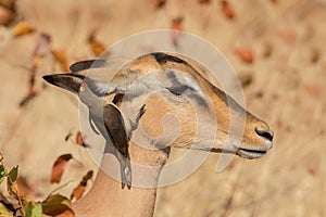 Symbiosis, Impala with oxpecker photo