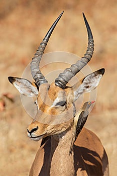 Symbiosis, Impala with oxpecker photo